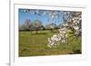 Almond blossom time, Majorca, Balearic Islands, Spain, Europe-Hans-Peter Merten-Framed Photographic Print