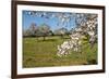 Almond blossom time, Majorca, Balearic Islands, Spain, Europe-Hans-Peter Merten-Framed Photographic Print