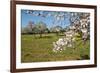 Almond blossom time, Majorca, Balearic Islands, Spain, Europe-Hans-Peter Merten-Framed Photographic Print