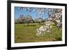 Almond blossom time, Majorca, Balearic Islands, Spain, Europe-Hans-Peter Merten-Framed Photographic Print