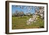 Almond blossom time, Majorca, Balearic Islands, Spain, Europe-Hans-Peter Merten-Framed Photographic Print