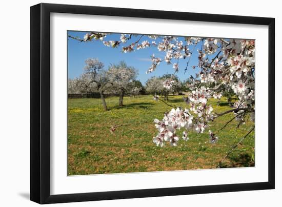 Almond blossom time, Majorca, Balearic Islands, Spain, Europe-Hans-Peter Merten-Framed Photographic Print