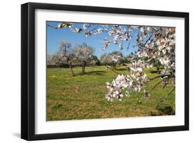 Almond blossom time, Majorca, Balearic Islands, Spain, Europe-Hans-Peter Merten-Framed Photographic Print