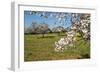 Almond blossom time, Majorca, Balearic Islands, Spain, Europe-Hans-Peter Merten-Framed Photographic Print