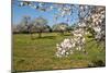 Almond blossom time, Majorca, Balearic Islands, Spain, Europe-Hans-Peter Merten-Mounted Photographic Print