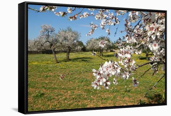 Almond blossom time, Majorca, Balearic Islands, Spain, Europe-Hans-Peter Merten-Framed Stretched Canvas