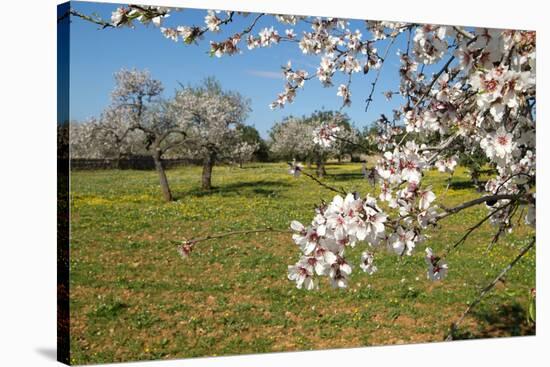 Almond blossom time, Majorca, Balearic Islands, Spain, Europe-Hans-Peter Merten-Stretched Canvas