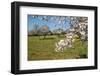 Almond blossom time, Majorca, Balearic Islands, Spain, Europe-Hans-Peter Merten-Framed Photographic Print