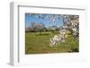 Almond blossom time, Majorca, Balearic Islands, Spain, Europe-Hans-Peter Merten-Framed Photographic Print