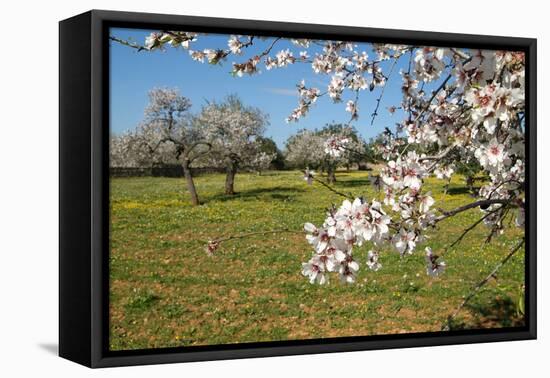 Almond blossom time, Majorca, Balearic Islands, Spain, Europe-Hans-Peter Merten-Framed Stretched Canvas