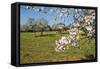 Almond blossom time, Majorca, Balearic Islands, Spain, Europe-Hans-Peter Merten-Framed Stretched Canvas