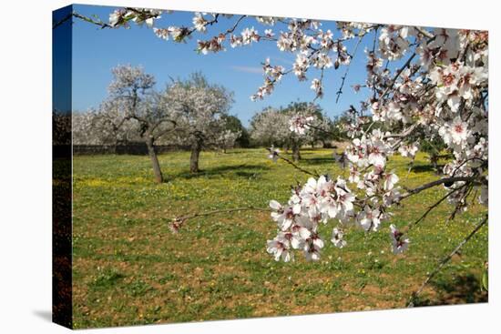 Almond blossom time, Majorca, Balearic Islands, Spain, Europe-Hans-Peter Merten-Stretched Canvas