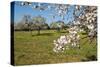 Almond blossom time, Majorca, Balearic Islands, Spain, Europe-Hans-Peter Merten-Stretched Canvas