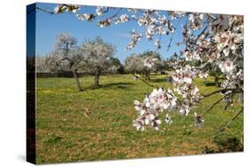 Almond blossom time, Majorca, Balearic Islands, Spain, Europe-Hans-Peter Merten-Stretched Canvas