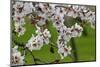 Almond blossom time, Majorca, Balearic Islands, Spain, Europe-Hans-Peter Merten-Mounted Photographic Print