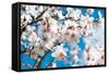 Almond Blossom-ArtesiaWells-Framed Stretched Canvas