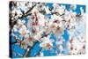 Almond Blossom-ArtesiaWells-Stretched Canvas