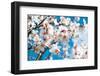 Almond Blossom-ArtesiaWells-Framed Photographic Print