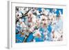 Almond Blossom-ArtesiaWells-Framed Photographic Print