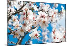 Almond Blossom-ArtesiaWells-Mounted Photographic Print