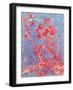 Almond Blossom-Mary Smith-Framed Giclee Print