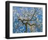 Almond Blossoms in Spring-null-Framed Art Print