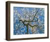 Almond Blossoms in Spring-null-Framed Art Print