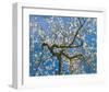 Almond Blossoms in Spring-null-Framed Art Print