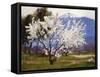 Almond Blossoms Near Banning-Anna Hills-Framed Stretched Canvas