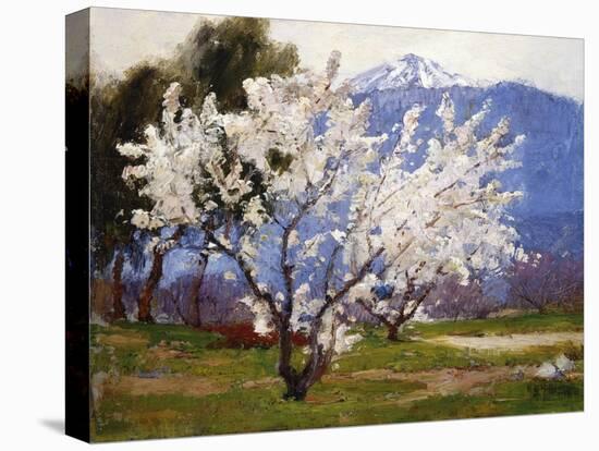 Almond Blossoms Near Banning-Anna Hills-Stretched Canvas