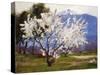 Almond Blossoms Near Banning-Anna Hills-Stretched Canvas