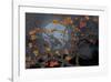 Almond Branches Autumn-null-Framed Art Print