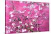 Almond Branches Pink-null-Stretched Canvas