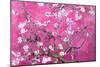 Almond Branches Pink-null-Mounted Poster