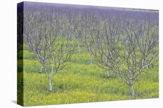 Almond Grove and Wild Mustard Plants-Darrell Gulin-Stretched Canvas