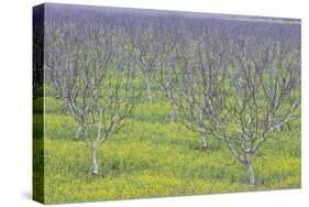 Almond Grove and Wild Mustard Plants-Darrell Gulin-Stretched Canvas