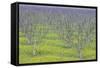 Almond Grove and Wild Mustard Plants-Darrell Gulin-Framed Stretched Canvas