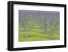 Almond Grove and Wild Mustard Plants-Darrell Gulin-Framed Photographic Print