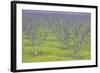 Almond Grove and Wild Mustard Plants-Darrell Gulin-Framed Photographic Print