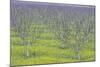 Almond Grove and Wild Mustard Plants-Darrell Gulin-Mounted Photographic Print