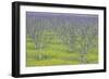 Almond Grove and Wild Mustard Plants-Darrell Gulin-Framed Photographic Print