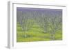 Almond Grove and Wild Mustard Plants-Darrell Gulin-Framed Photographic Print