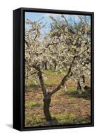 Almond Orchard in Blossom, Puglia, Italy, Europe-Martin-Framed Stretched Canvas