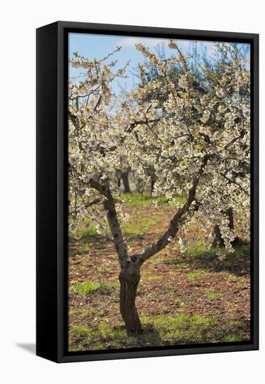 Almond Orchard in Blossom, Puglia, Italy, Europe-Martin-Framed Stretched Canvas