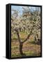 Almond Orchard in Blossom, Puglia, Italy, Europe-Martin-Framed Stretched Canvas