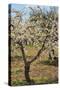 Almond Orchard in Blossom, Puglia, Italy, Europe-Martin-Stretched Canvas