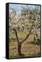 Almond Orchard in Blossom, Puglia, Italy, Europe-Martin-Framed Stretched Canvas
