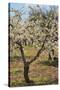 Almond Orchard in Blossom, Puglia, Italy, Europe-Martin-Stretched Canvas