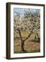 Almond Orchard in Blossom, Puglia, Italy, Europe-Martin-Framed Photographic Print