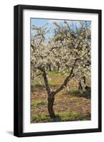 Almond Orchard in Blossom, Puglia, Italy, Europe-Martin-Framed Photographic Print